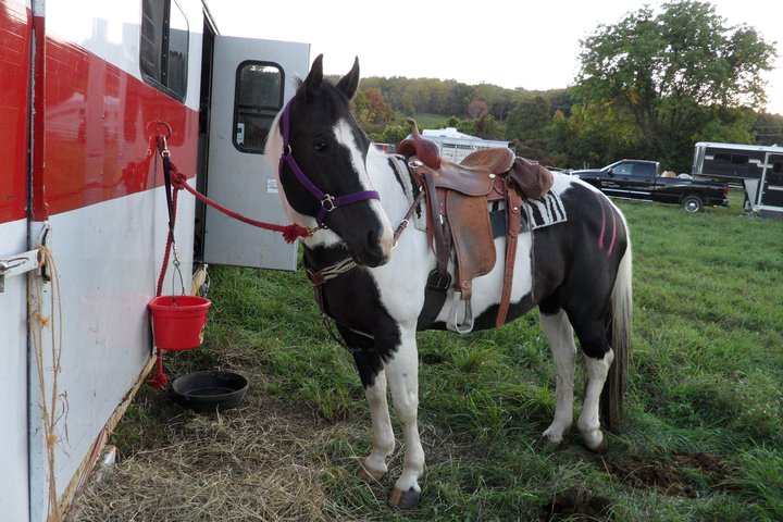 Pepsi (number 11) at the Competitive Trail Ride